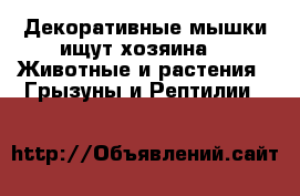 Декоративные мышки ищут хозяина -  Животные и растения » Грызуны и Рептилии   